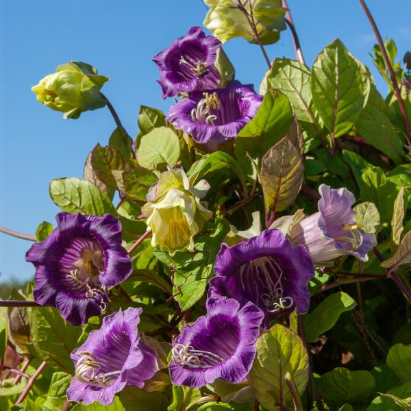 Fleurs - Cobée Grimpante - face recto